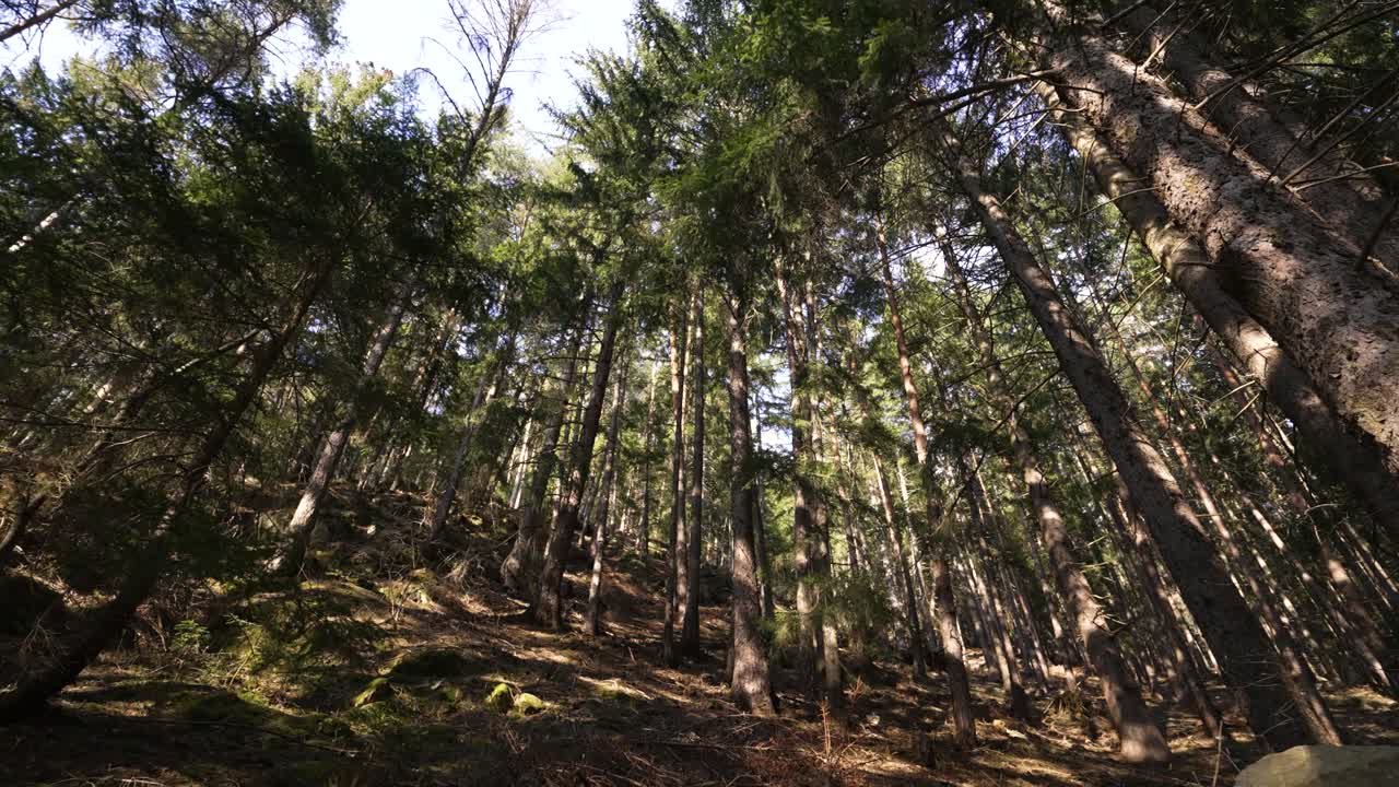 Bellissima foresta nelle Alpi italiane