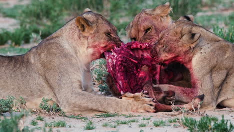 lionesses feeding on fresh carcass -closeup