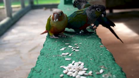 conure and crimson-bellied parakeets pecking and eating seeds on green painted concrete fence of aviary in spain