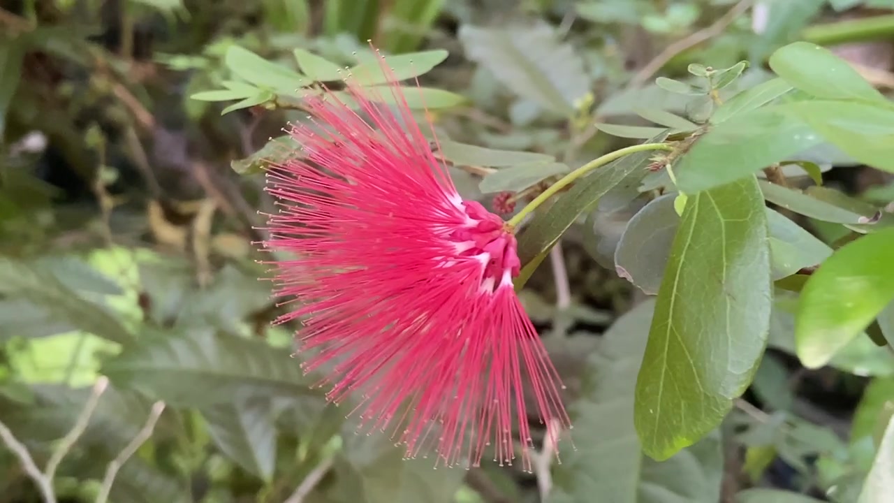 Fiore rosa a piumino che sboccia in un giardino