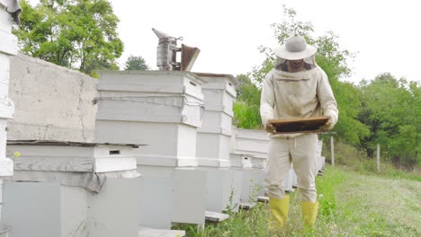 honeycombs of bees in the garden.