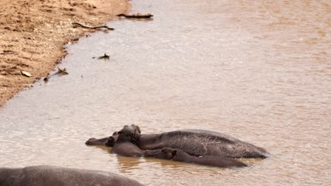 hippos in the river with muddy water in maasai mara, kenya