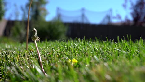 pull focus from close up lawn to prebloom dandelion in foreground