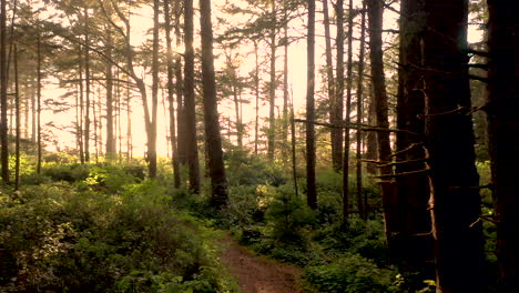 drone flying slowly backwards through a tranquil and beautiful oregon forest, with sun beams shining through and scene being backlit