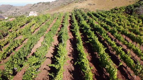 Campos-De-Viñedos:-Vista-Aérea-Viajando-Por-Campos-De-Cultivo-De-Uva-En-Un-Día-Soleado