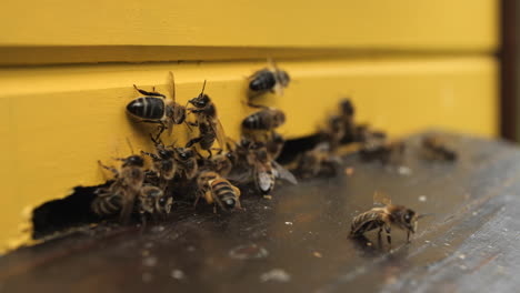 closeup shot of bees going inside and outside the beehive