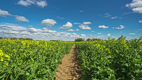 Hileras-De-Colza-En-Tierras-De-Cultivo-Fértiles-Con-Un-Paisaje-De-Nubes-De-Verano-Pintoresco-Sobre-La-Cabeza---Lapso-De-Tiempo