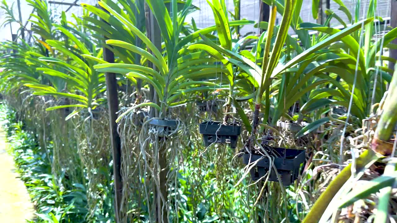 활기찬 정원 에서 울창 한 오키디아