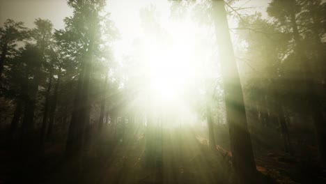 Redwood-Forest-Neblige-Sonnenuntergangslandschaft