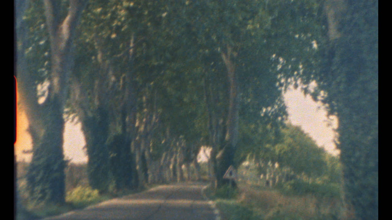 Vintage tree-lined country road in golden hour