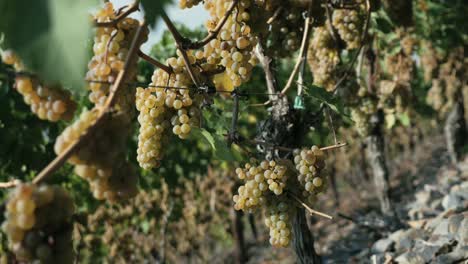 Mellow-grapes-on-grapevines-close-up-at-sunrise-in-a-river-valley-in-fall-in-germany