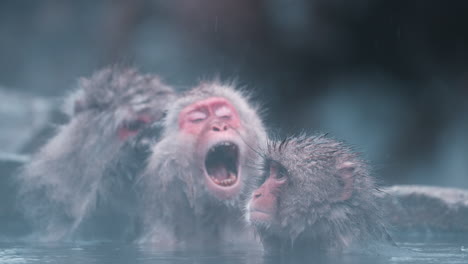 Schneeaffe-Gähnt-Im-Schneeaffenpark,-Jigokudani-Yaen-Koen,-Japan:-Nahaufnahme-Des-Gesichts-In-Einem-Zeitlupenvideo-Mit-Heißen-Quellen