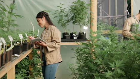 cannabis greenhouse with people