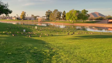 Cientos-De-Pollas-Se-Reúnen-Temprano-En-La-Noche-A-Lo-Largo-Del-Borde-De-Un-Obstáculo-De-Agua-En-El-Club-De-Golf-Mccormick-Rance,-Rancho-Mccormick,-Scottsdale,-Arizona