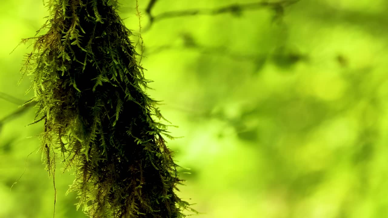 пышный зеленый мох в спокойной лесной обстановке