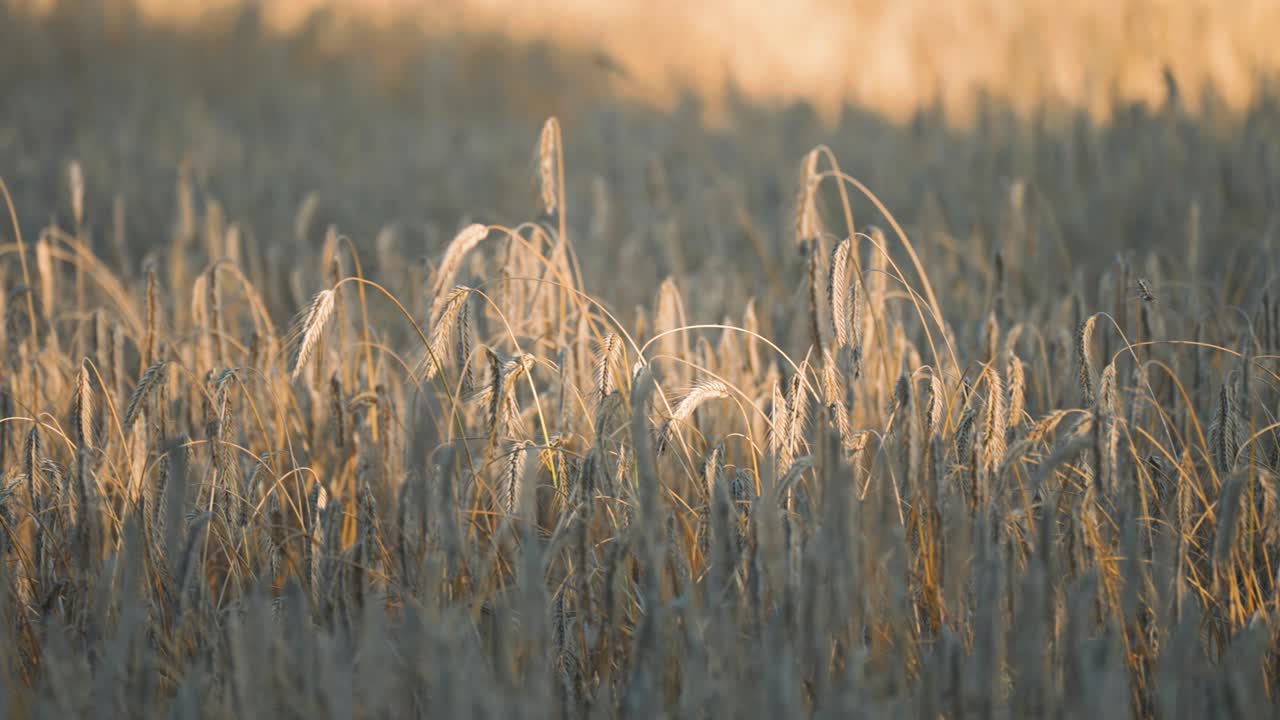 Ripe golden ears of wheat lit by the low evening sun