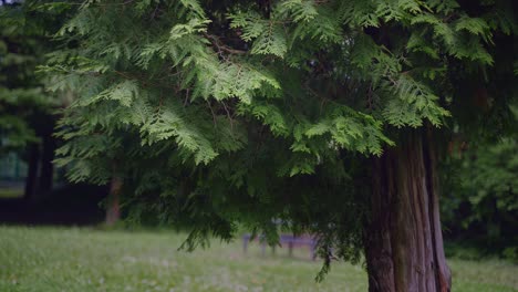 árboles-En-El-Bosque-Por-Día-De-Verano