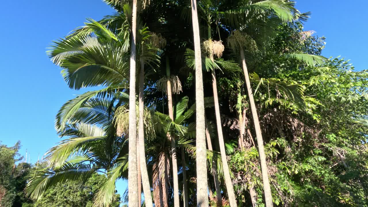 altas palmeras de coco en la vegetación exuberante