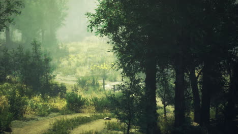 nature trail winding through lush green forest during early morning light