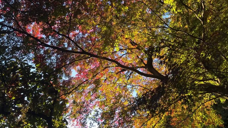 Incredible silhouetted autumn color scenery, looking up with vibrant colors