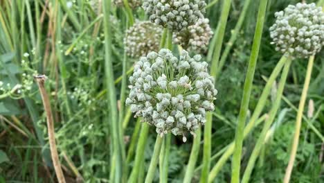 Close-up-shot-of-Onion-Flowers-in-Farm-Land