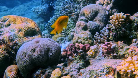 vibrant underwater coral reef scene with colorful fish