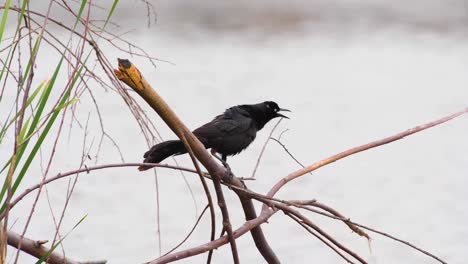 a great tailed grackle sings from a branch