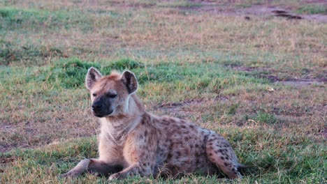 hyena lay down on the ground in ol pejeta conservancy, kenya