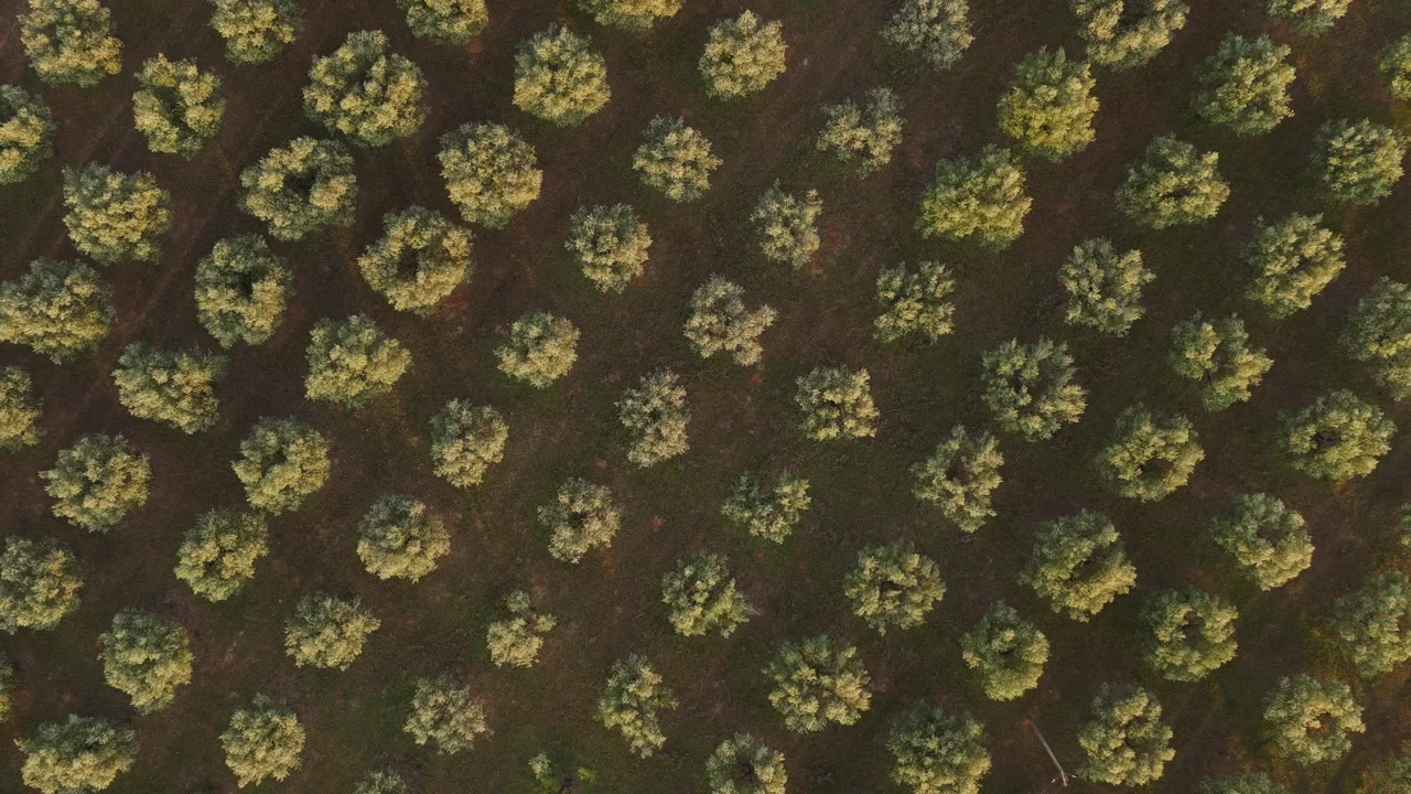 Olive Plantation Aerial Drone Shot in Europe