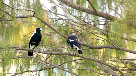 two australian magpies interact on tree branches in coffs harbour. natural lighting highlights their black and white plumage