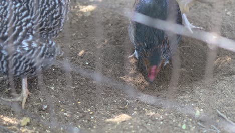 Grandes-Pollos-Hambrientos-Comiendo-Alimento-Para-Pollos-En-Un-Gallinero-Al-Aire-Libre