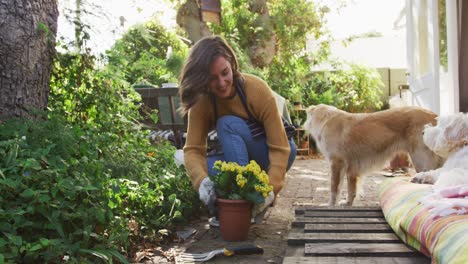 mujer caucásica sonriente plantando flores amarillas en el jardín soleado sus perros de compañía mirándola