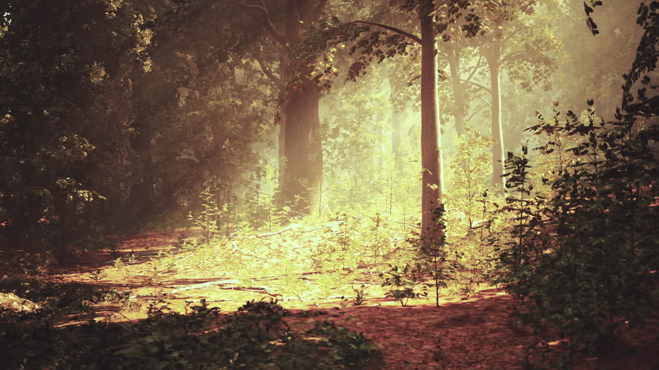 los rayos de sol filtrándose a través de un bosque de niebla
