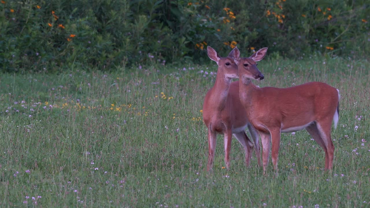 dos ciervos de cola blanca alerta pastando en un campo de hierba a la luz de la tarde
