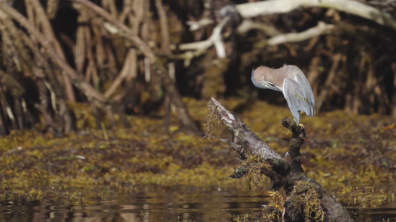 Green Heron Lifting Wing and Preening Feathers on Mangrove Stump with Seaweed