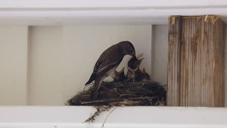 Pájaro-Madre-Alimentando-A-Los-Bebés-Recién-Nacidos-En-El-Nido-Hogareño