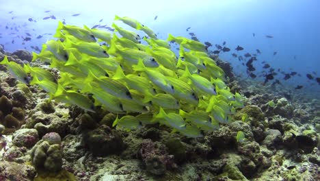 school of bluestipe snappers forming a compact ball over coral slope, surrounded by some red-toothed triggerfish