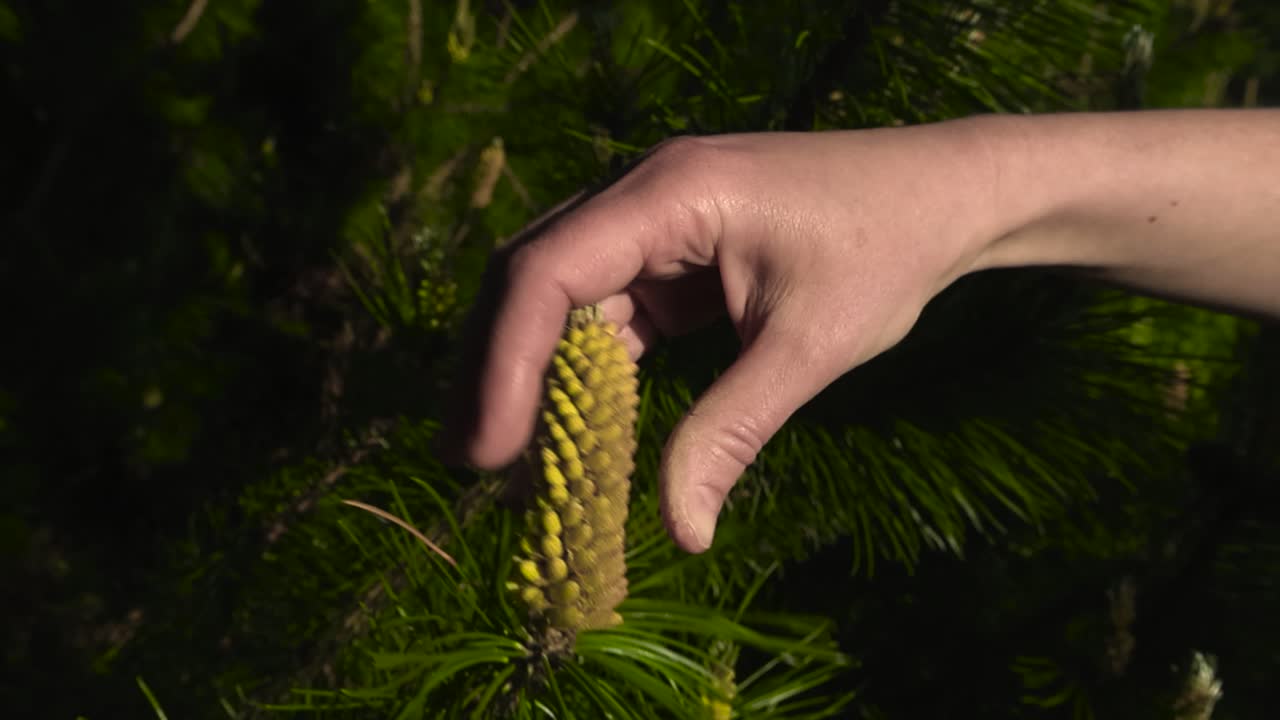 Gorgeous close up slow motion footage of a womans white hand touching fresh and young yellow colored budding pine cones in front of green bokeh pine needle background during sunny day, dusty cones.
