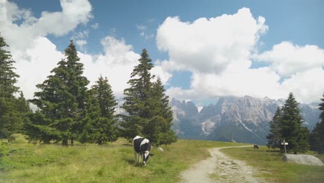 Schwarz-Weiß-Kuh-Weidet-Gras-Mit-Italienischen-Dolomiten-Und-Bäumen-Im-Hintergrund