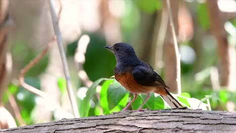 Die-Weißbürtige-Shama-Ist-Einer-Der-Häufigsten-Vögel-In-Thailand-Und-Kann-Leicht-In-Stadtparks,-Landwirtschaftsflächen,-Bewaldeten-Gebieten-Und-Den-Nationalparks-Beobachtet-Werden