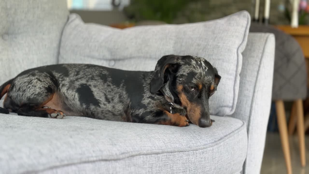 En miniatyrdachshund hviler fredelig på en lys grå sofa i en koselig, godt opplyst stue. Den omgivende belysningen skaper en varm og rolig stemning, som forsterker kjæledyrets avslappede væremåte i hjemmet.