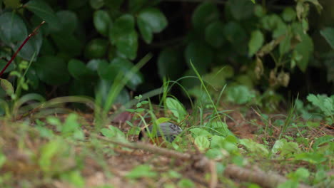 Pájaro-Tit-Variado-En-El-Suelo-Comiendo-Y-Volando