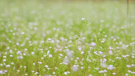 Flowers-in-the-meadow-moving-with-a-gentle-wind-during-the-afternoon-as-portrayed-as-bokeh-of-flowers-and-green-plants