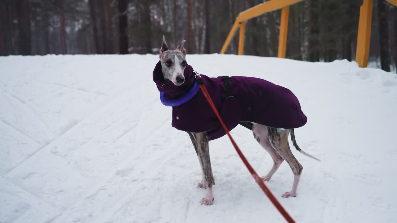 Greyhound dog wearing purple coat climbing snowy hill on leash during winter walk, moving energetically up white slope with forest and wooden bridge in background, capturing cold active outdoor moment