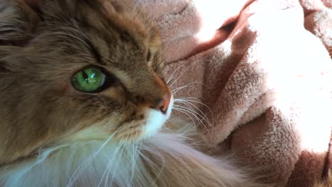 a beautiful maine coon cat looks up at the camera with brilliant green eyes