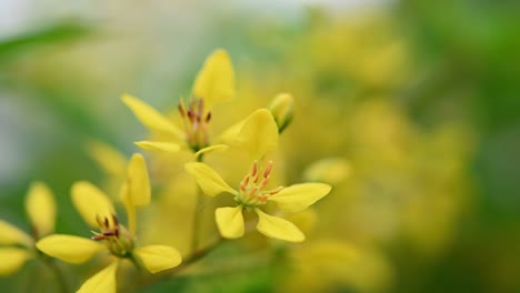 Gelbe-Blüten-Im-Nachmittagslicht