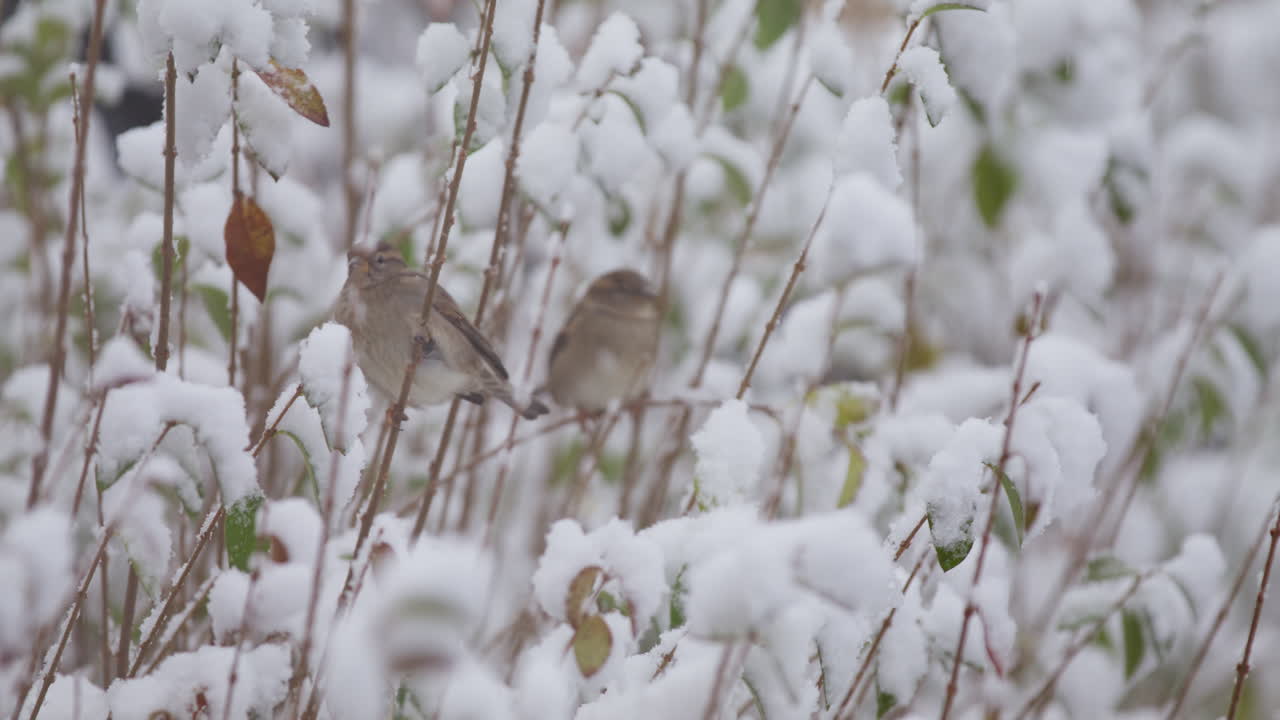 Una coppia di passere domestiche femmine sedute in una zona cespugliosa coperta da grandi cumuli di neve, inquadratura statica