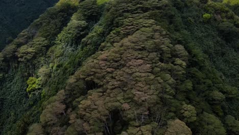 Overhead-Drone-Aerial-View-of-Lush-Tropical-Forest-Canopy-Along-a-Mountain-Ridge-on-Fatu-Hiva-Island-Marquesas-South-Pacific-French-Polynesia