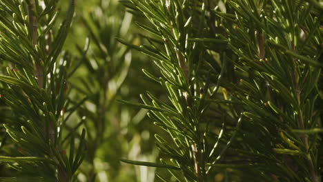 rosemary shrub closeup of stalks and leaves, panning to the right