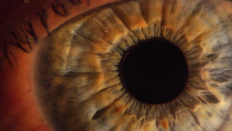 Primer-Plano-De-La-Pupila-Humana-Y-El-Iris,-Toma-Macro-De-La-Anatomía-Del-Ojo